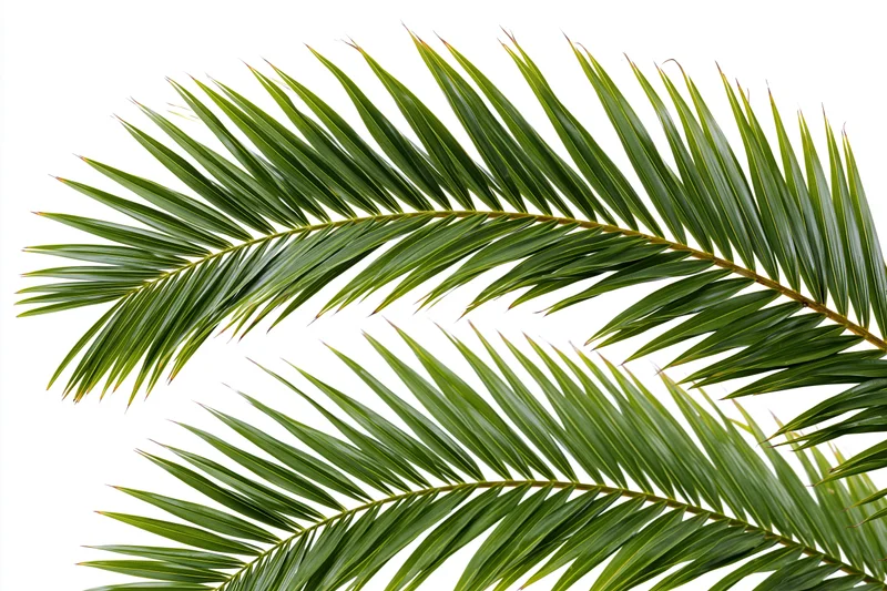 Two coconut palm fronds curving diagonally across frame isolated on white background