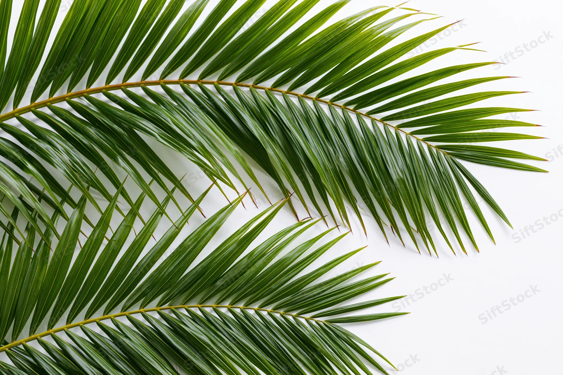Two coconut palm fronds curving diagonally across frame on white background