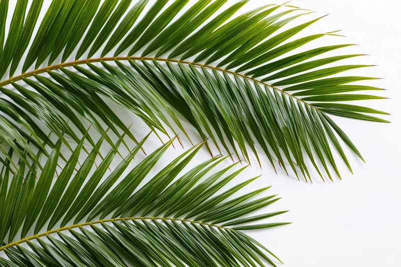 Two coconut palm fronds curving diagonally across frame on white background