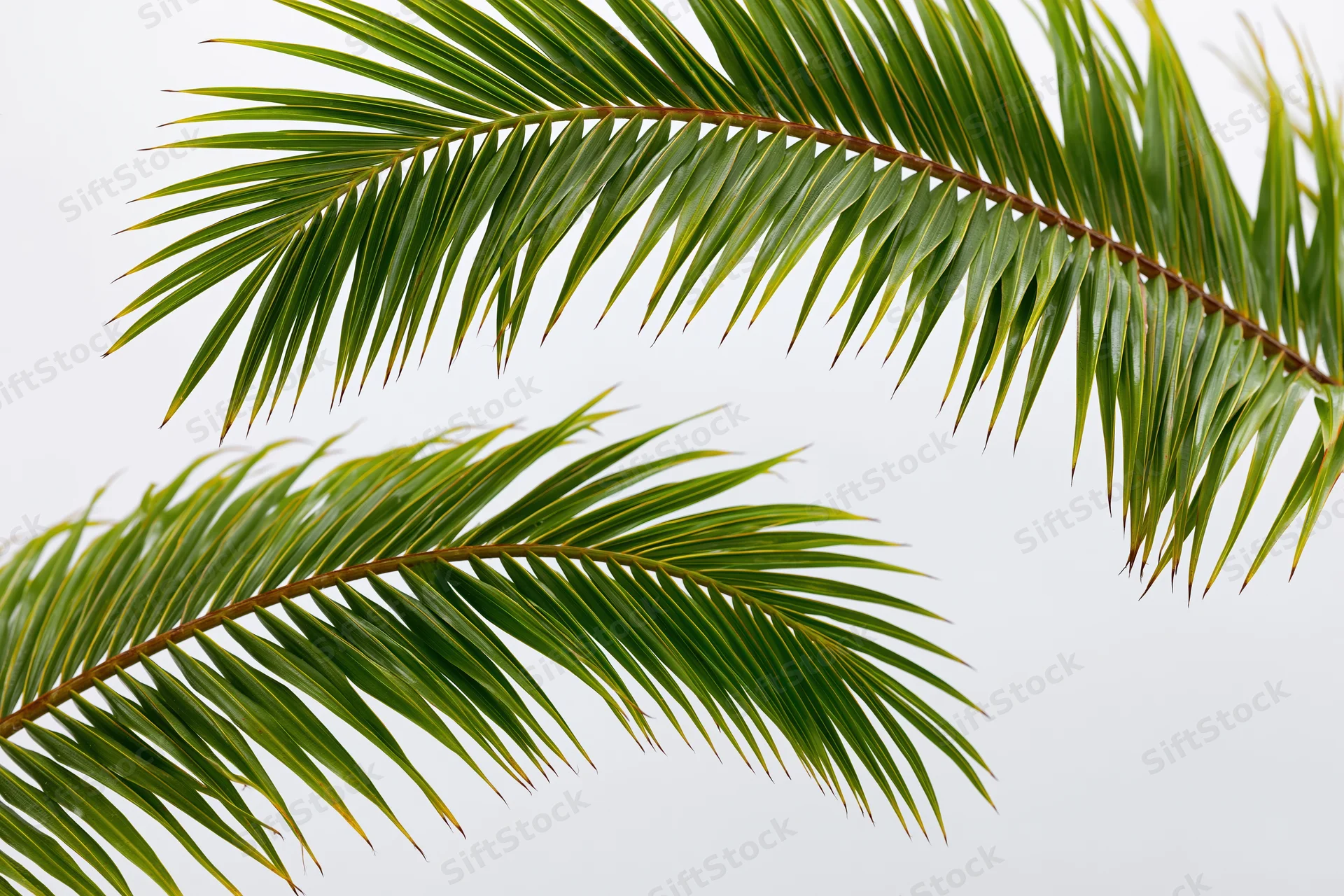 Two coconut palm fronds curving diagonally across frame isolated on white background