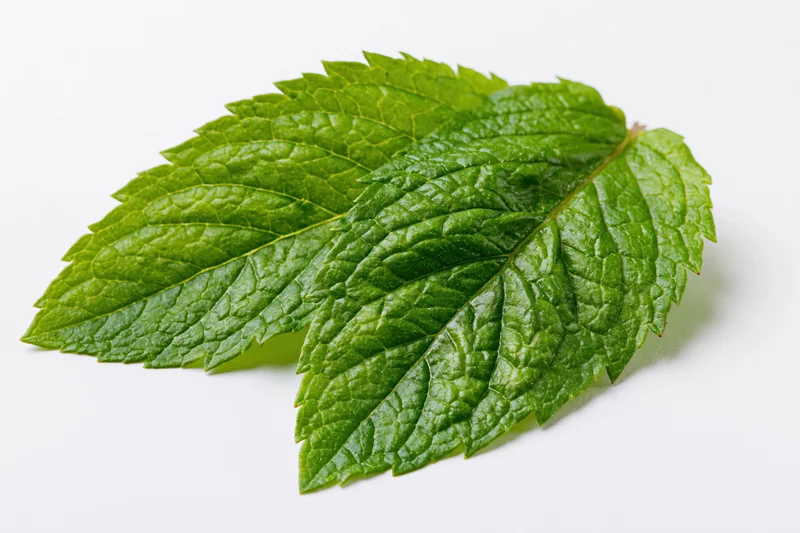 Two fresh mint leaves overlapping on a white surface
