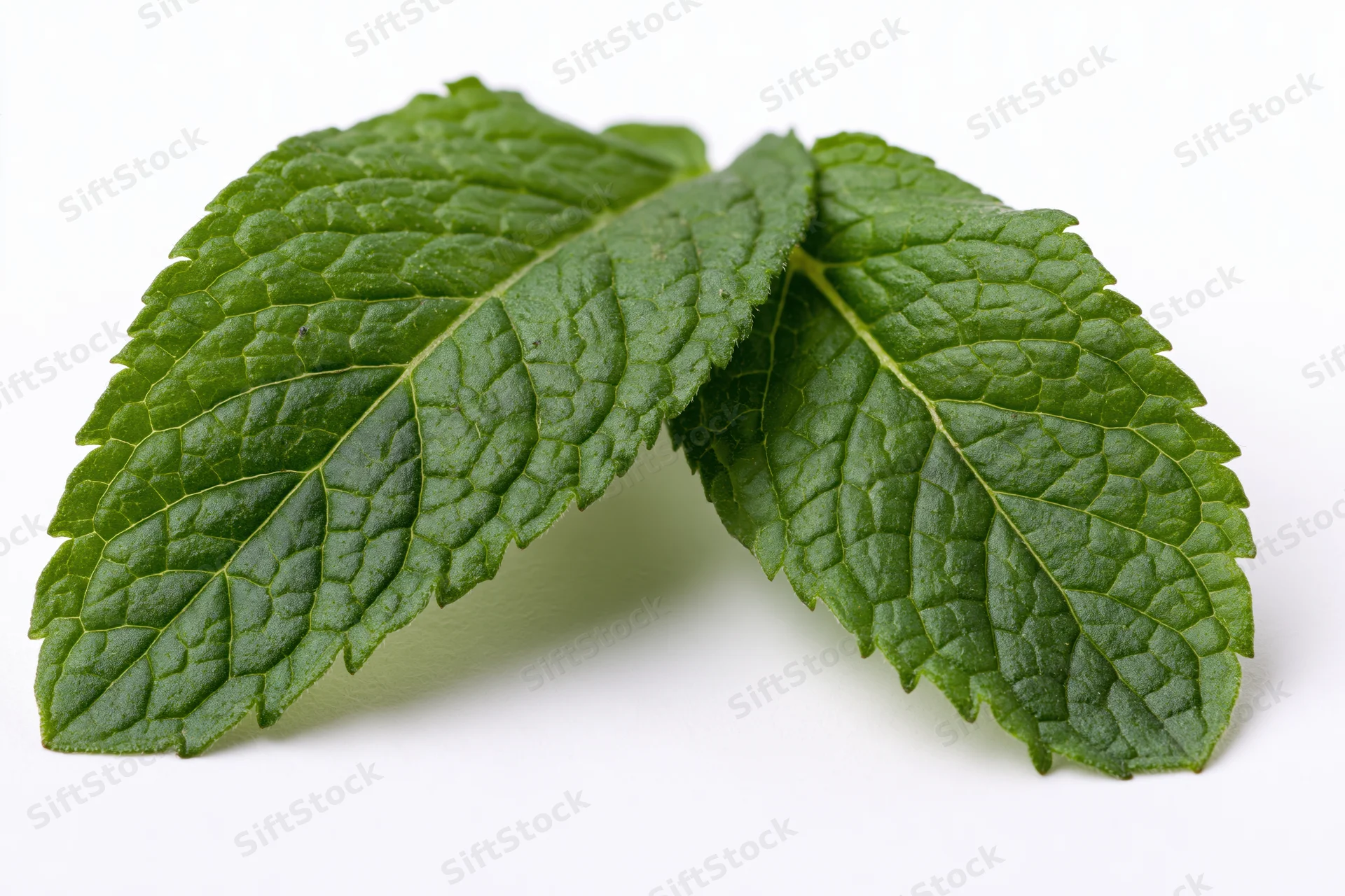 Two fresh mint leaves overlapping on a white background