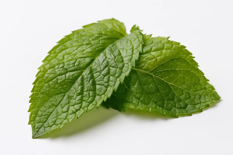 Two fresh mint leaves overlapping on a white surface