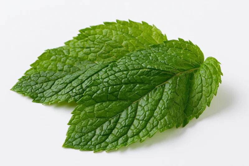 Two fresh mint leaves overlapping on a white background