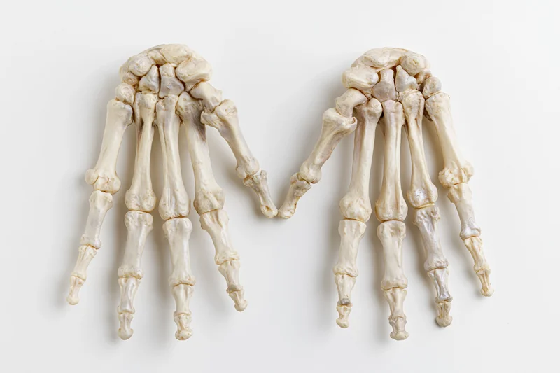 Two human hand skeletons side by side with fingers touching on white background
