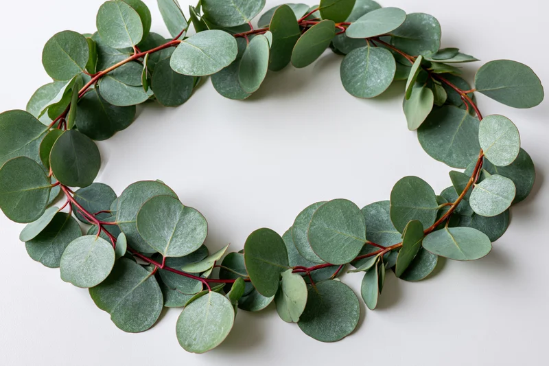 Oval wreath made of silver dollar eucalyptus branches on white background