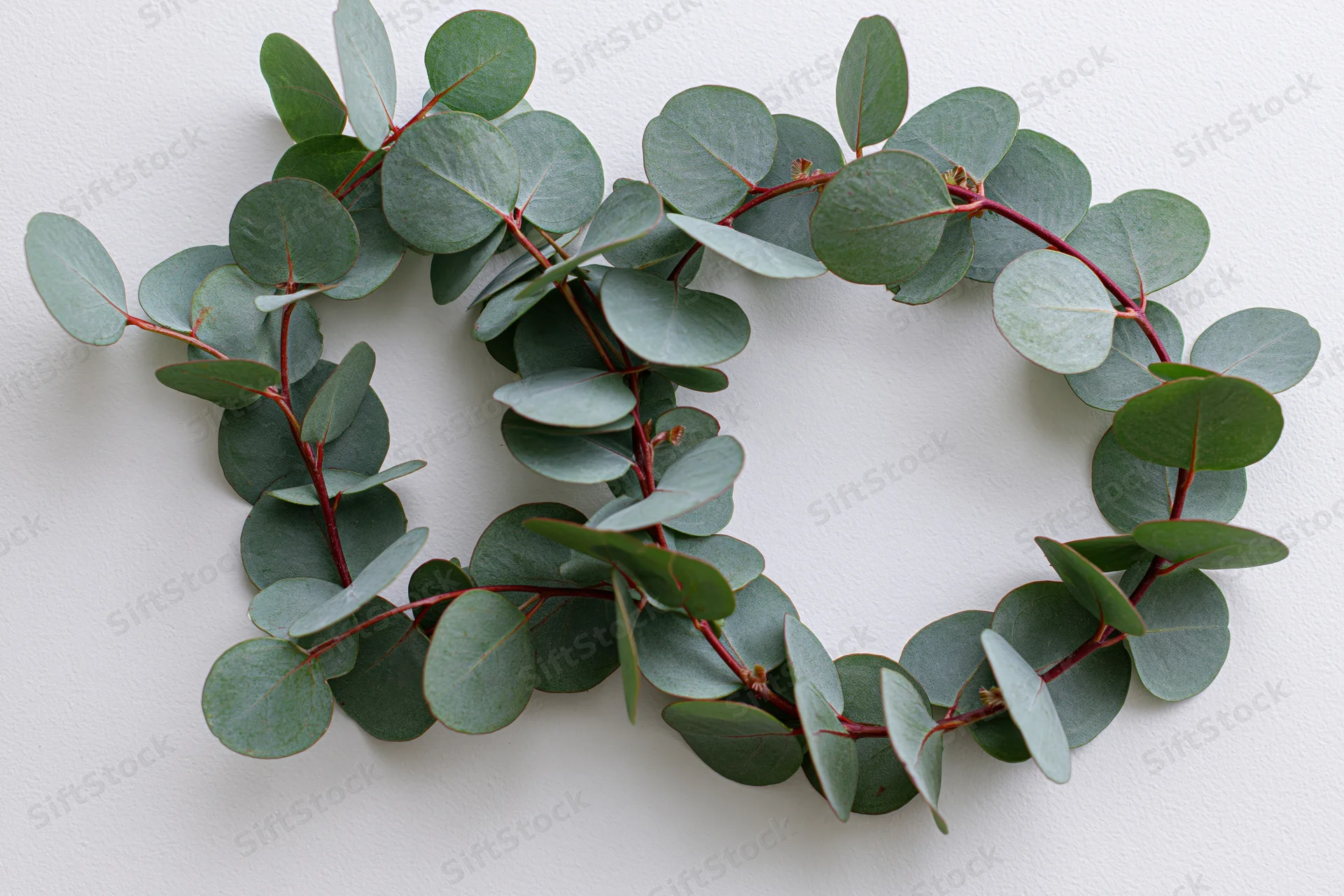 Oval wreath made of silver dollar eucalyptus branches on white background