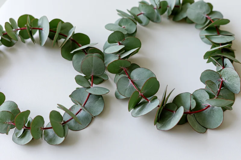 Two silver dollar eucalyptus branches arranged in an oval wreath on a white surface