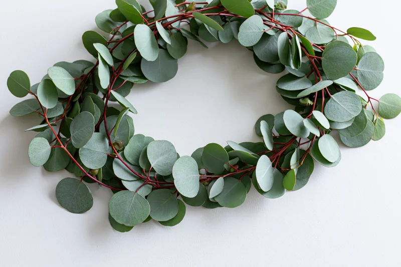 Oval wreath made of silver dollar eucalyptus branches on white surface