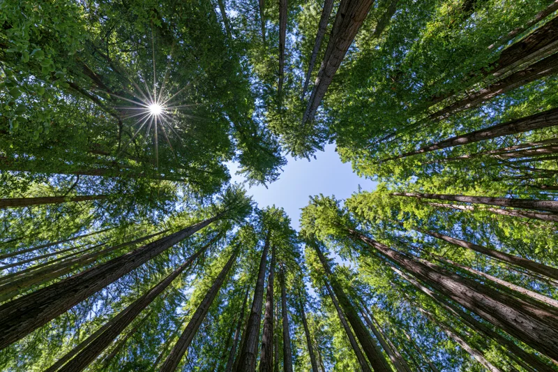 Upward view through tall redwood trees toward sunlit sky in dense forest
