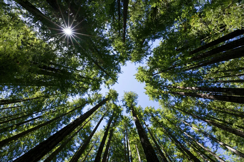 Upward view through dense forest canopy with sunlight shining through trees against blue sky