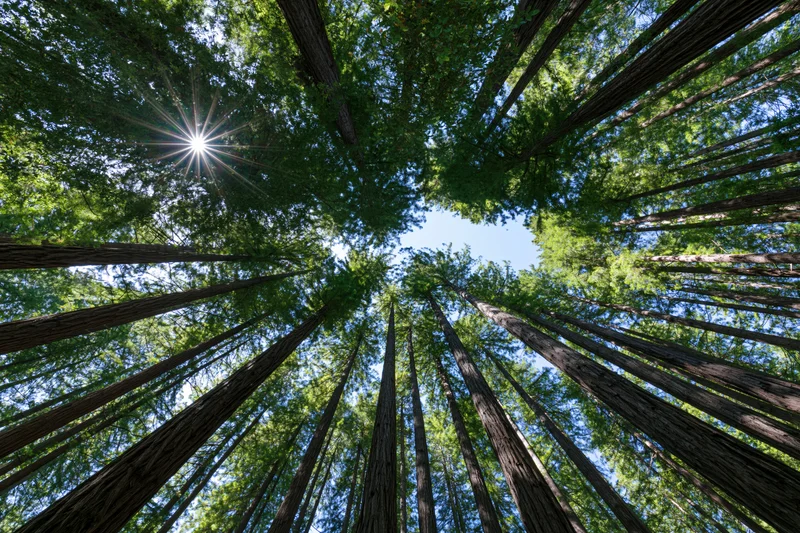 Upward view through dense redwood forest canopy with sunlight filtering through trees