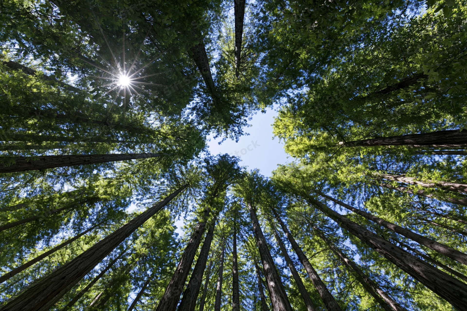 Upward view through tall redwood trees toward sunlit sky in dense forest