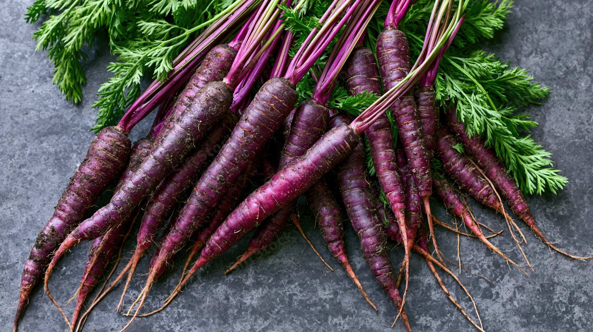 Bunch of fresh purple carrots with leafy green tops on dark stone surface