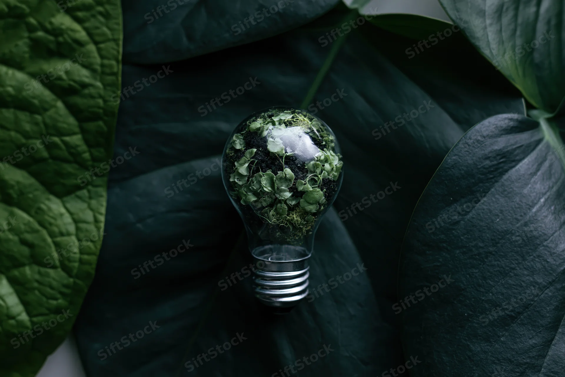 A clear glass lightbulb filled with small green plants resting on large dark leaves