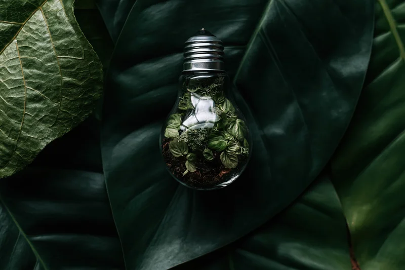 Lightbulb filled with small green plants and soil resting on large dark green leaves