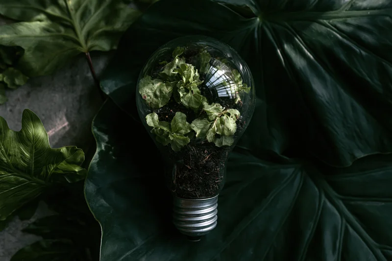 A clear glass lightbulb filled with soil and small green plants resting on large dark green leaves