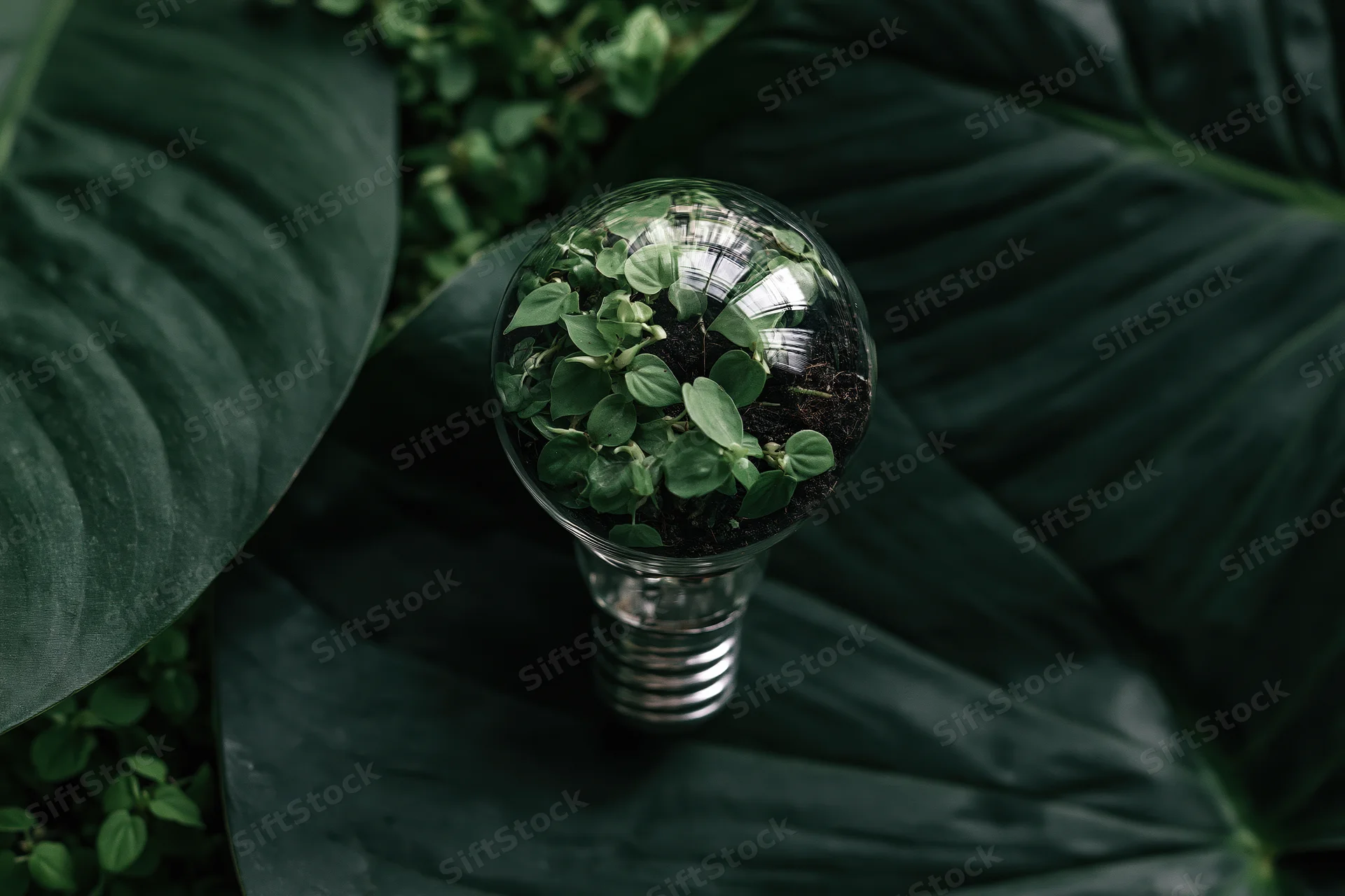 A lightbulb filled with small green plants resting on large dark green leaves