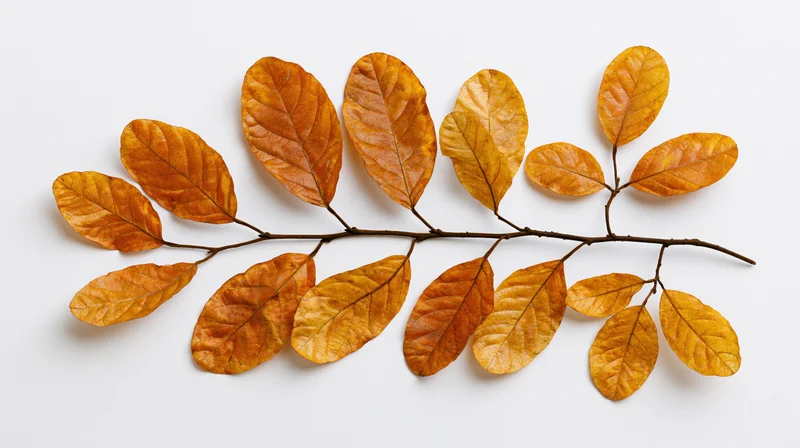 Dried autumn branch with oval leaves arranged symmetrically on white background