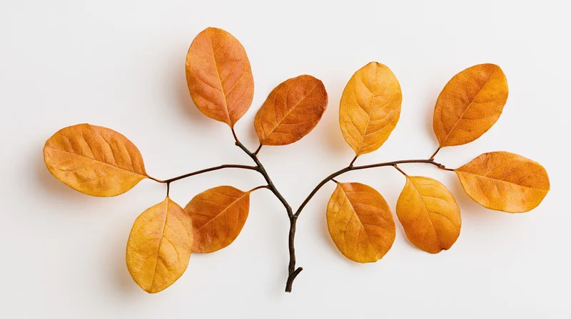 Dried autumn branch with oval leaves arranged symmetrically on white background