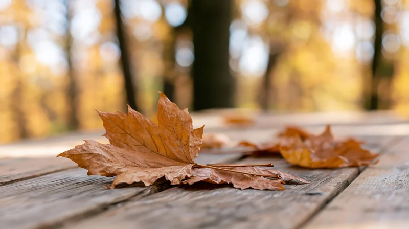 Dried maple leaves resting on a weathered wooden table in a forest setting