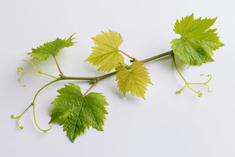 Grapevine cutting with young green leaves and curling tendrils on white background
