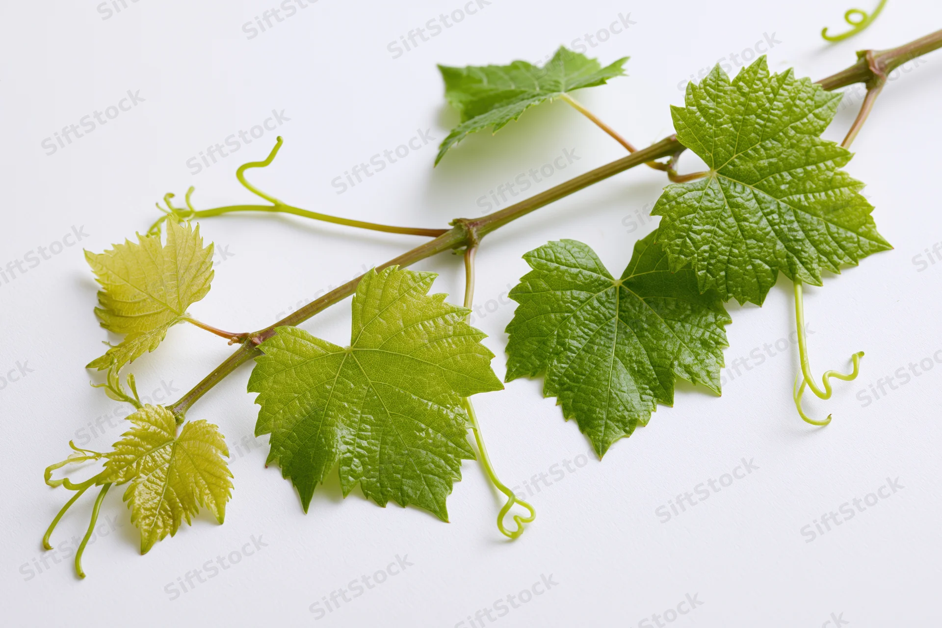 Grapevine cutting with young green leaves and curling tendrils on white background