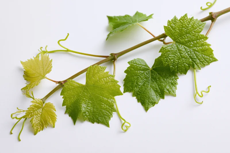Grapevine cutting with young green leaves and curling tendrils on white background