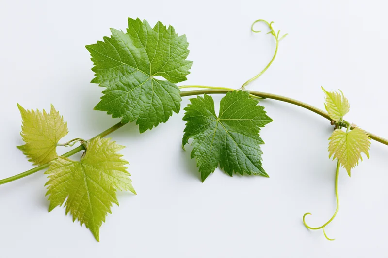 Grapevine cutting with young green leaves and curling tendrils on white background