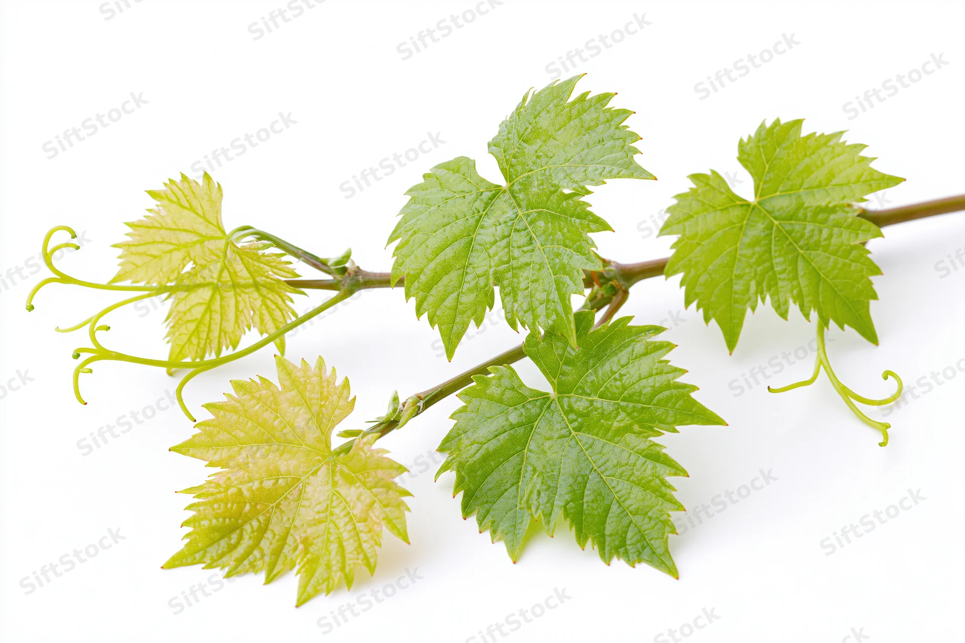 Grapevine cutting with young green leaves and curling tendrils on white background