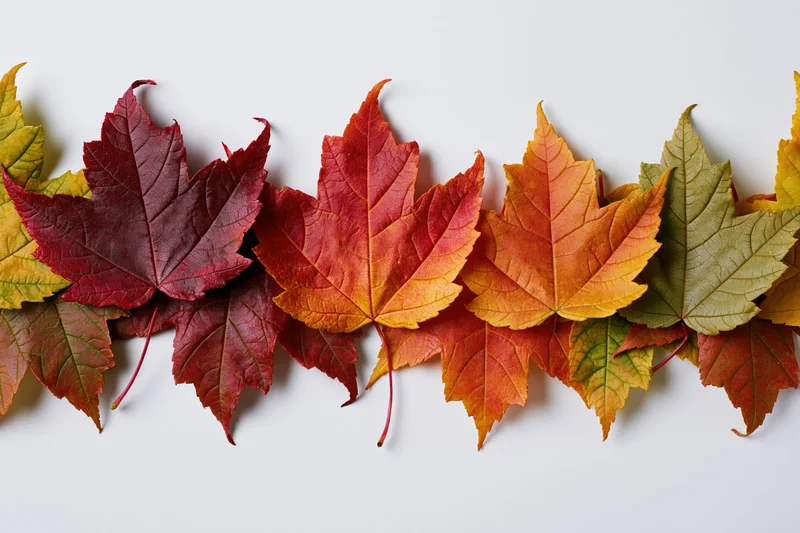 Horizontal row of autumn maple leaves arranged across a white surface