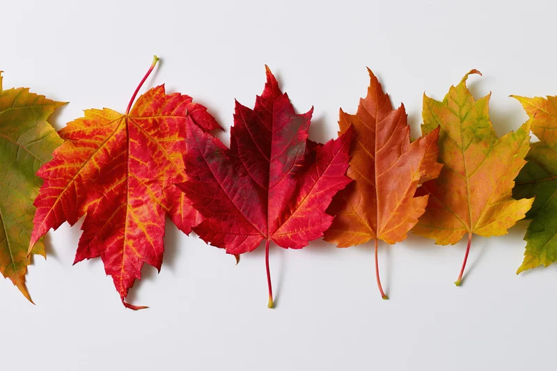 Horizontal row of colorful maple leaves arranged on white surface