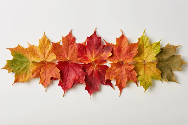 Horizontal arrangement of autumn maple leaves on white background
