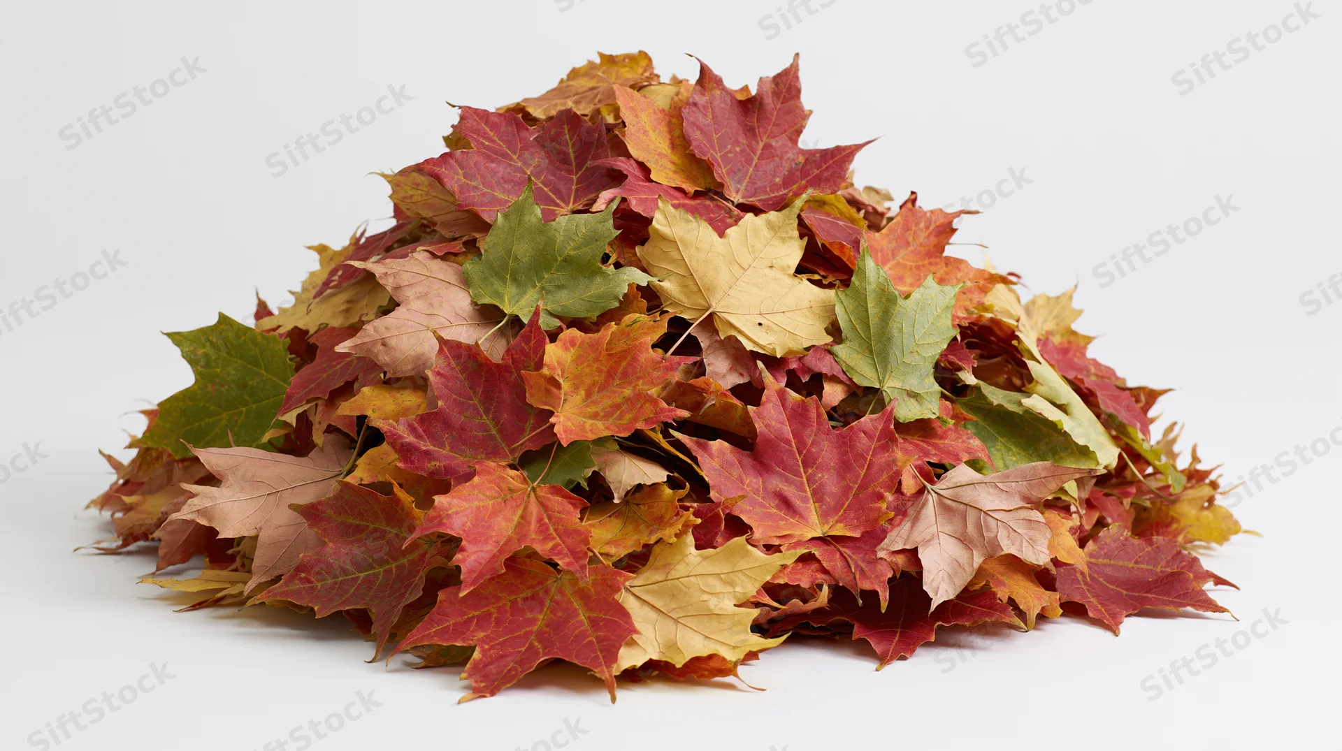 A mound of raked maple leaves in autumn colors on a white background