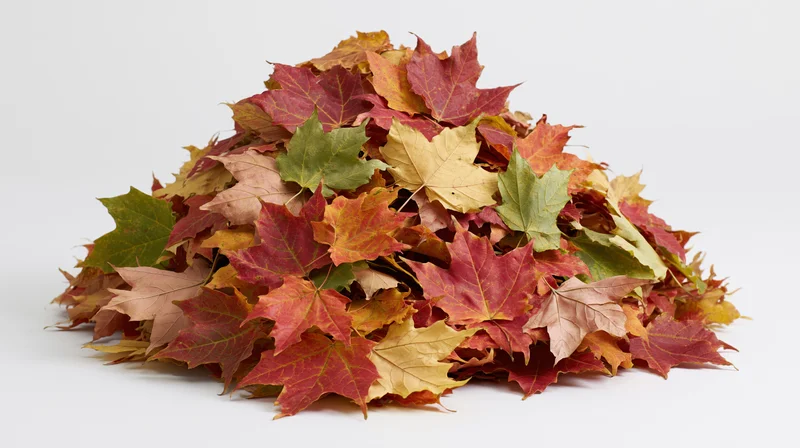 A mound of raked maple leaves in autumn colors on a white background