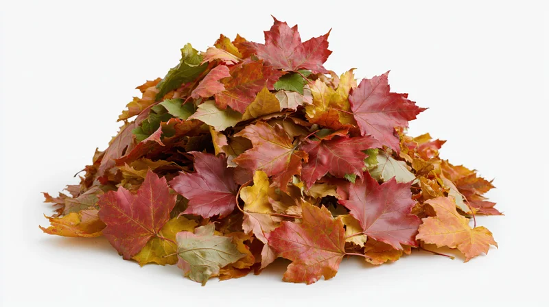 A mound of raked autumn maple leaves heaped on a white surface