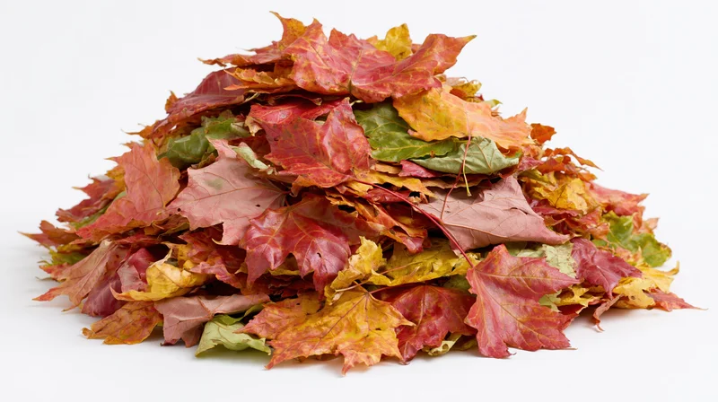 Large pile of raked autumn maple leaves heaped into a mound