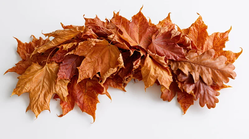 Autumn maple and oak leaves arranged in a curved line on white