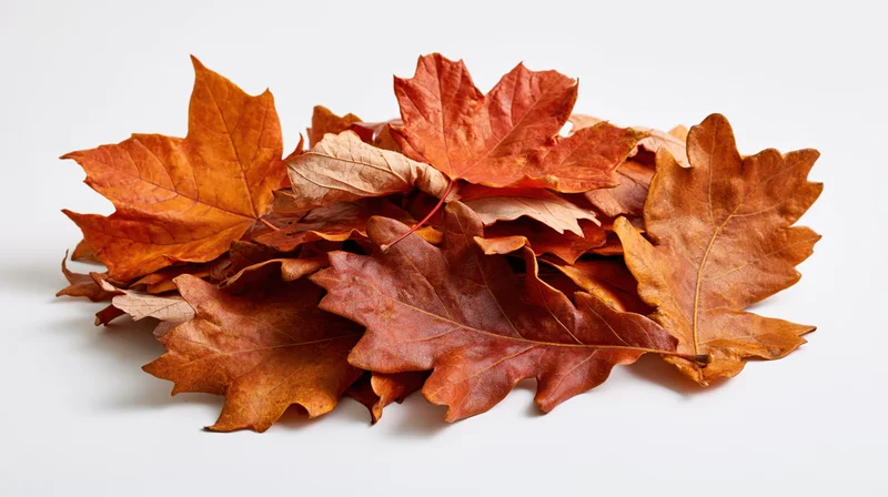 Loose pile of autumn maple and oak leaves arranged in a heap