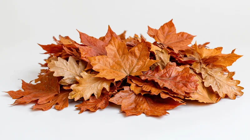 A pile of dried autumn maple and oak leaves on a white background
