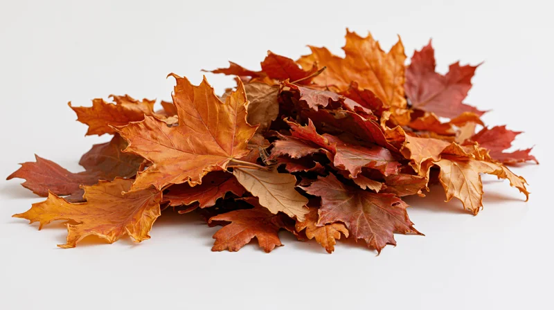 A pile of dried autumn maple and oak leaves on a white surface
