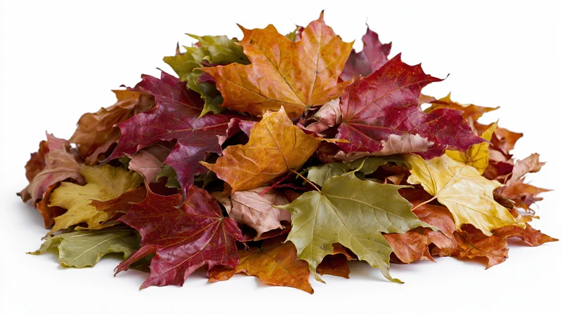 A pile of fallen autumn maple leaves heaped together on a white background