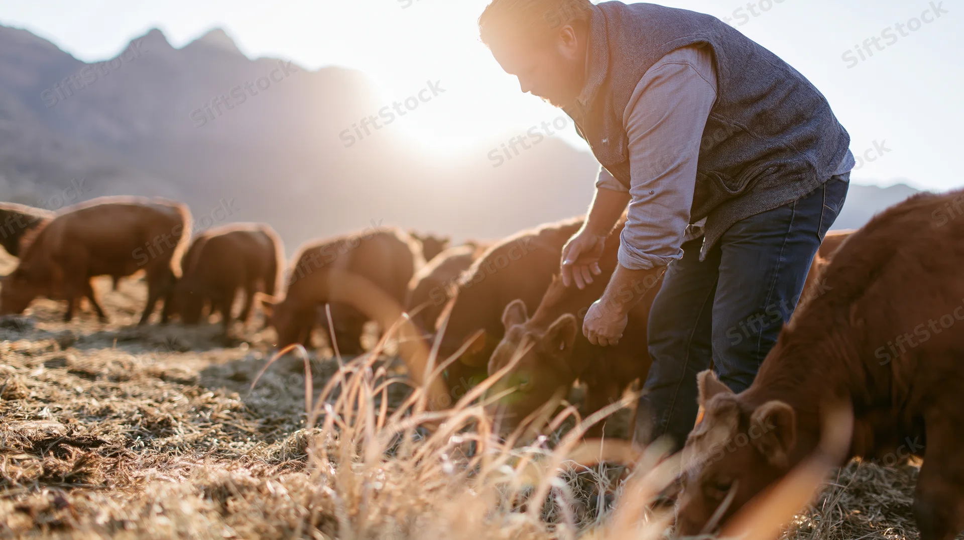 Male farmer tending to calves in a pasture at sunset