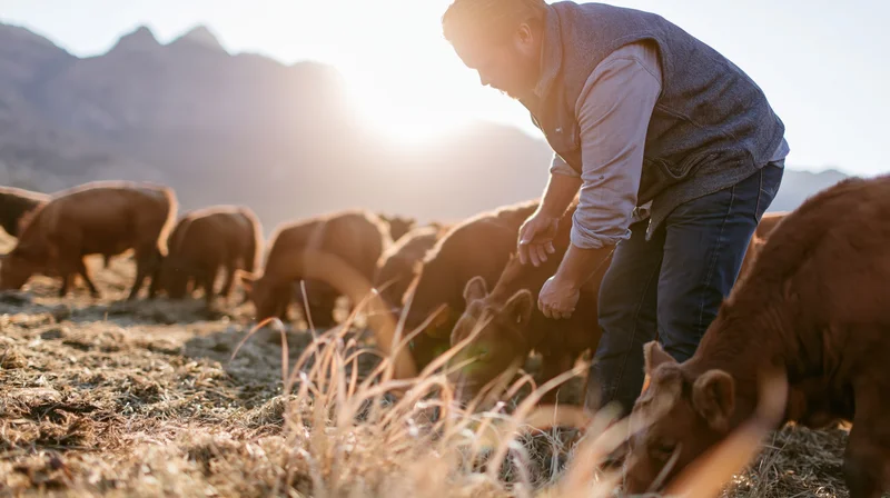 Male farmer tending to calves in a pasture at sunset