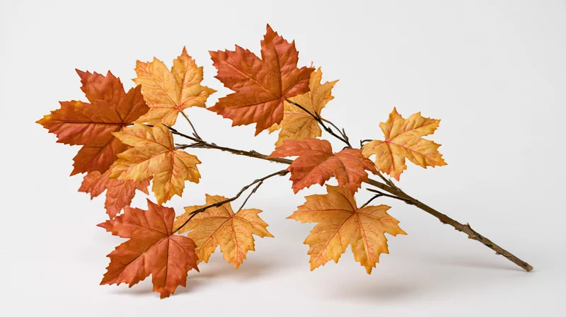 Maple branch with autumn leaves arranged on white background