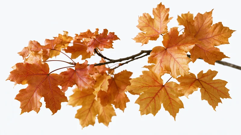 Maple branch with clusters of orange and red autumn leaves isolated on white