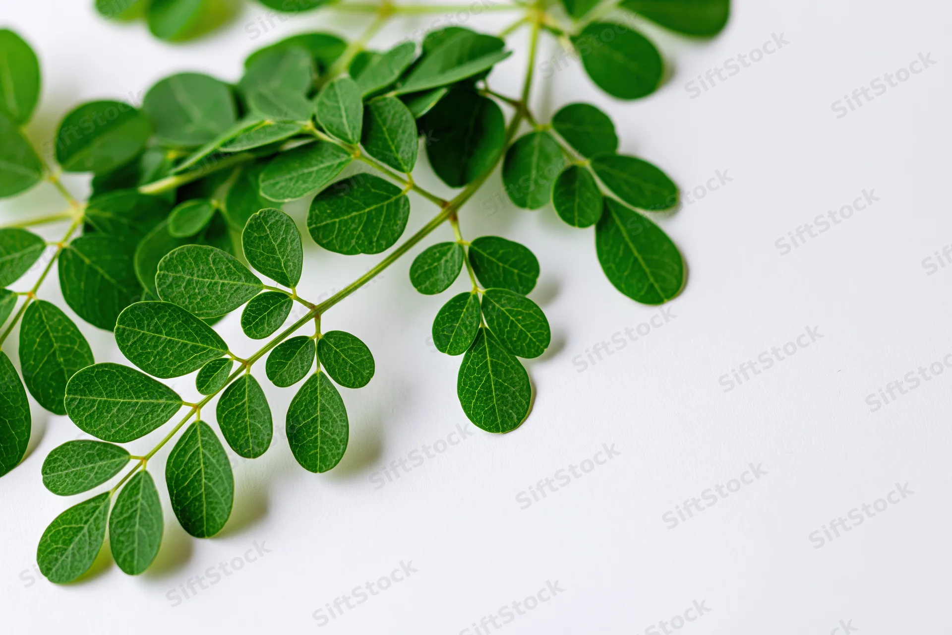 Moringa branch with small rounded compound leaves arranged on white surface