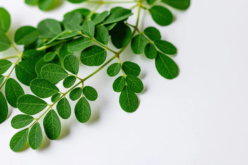 Moringa branch with small rounded compound leaves arranged on white surface