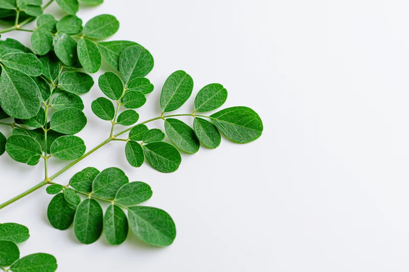 Moringa branch with small rounded compound leaves arranged on white surface