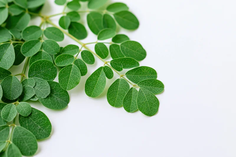 Moringa branch with small rounded compound leaves arranged on white surface